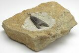 Tyrannosaur Tooth in Sandstone - Two Medicine Formation #207717-1